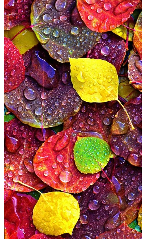 Lensun film trasero skn141